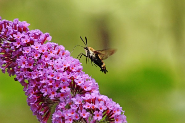 Hummingbird Moth Sipping Nectar by Deb Oppermann